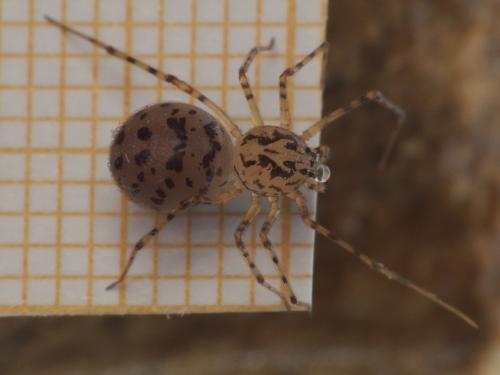 Réf. 208 745 : Scytodes thoracica